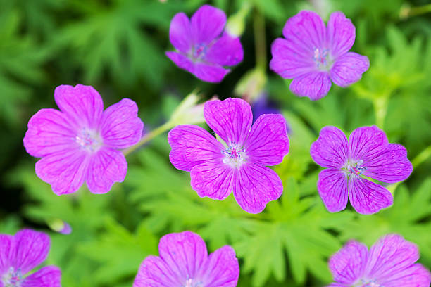 istock Wood Cranesbill flowers (Geranium sylvaticum) in natural background 500848835