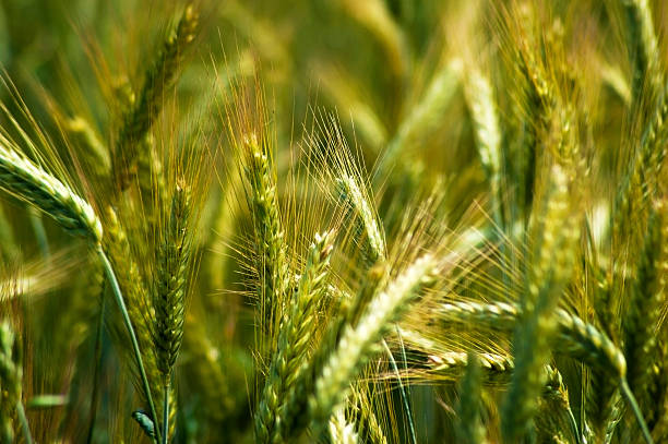 istock Barley in the field, closeup. 500849933