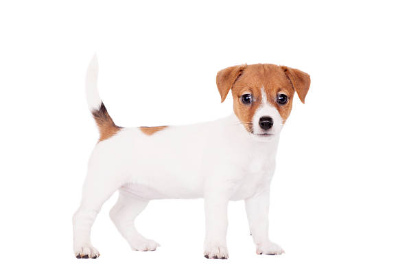 istock Jack Russell puppy (1,5 month old) on white 500850303