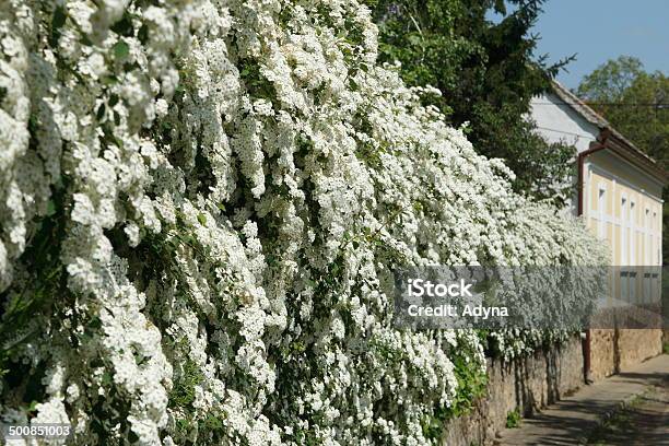 Flowers On Fence Stock Photo - Download Image Now - Abundance, Beauty In Nature, Bush