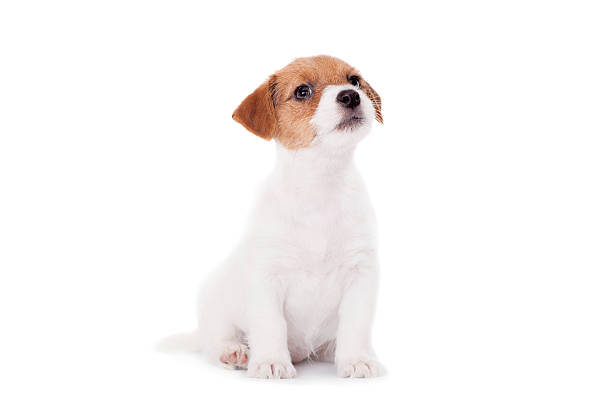 istock Jack Russell puppy (1,5 month old) on white 500851037