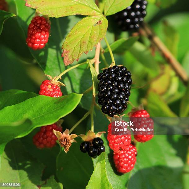 Blackberries Stock Photo - Download Image Now - Antioxidant, Berry Fruit, Black Color