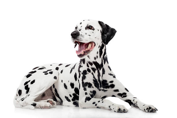 Dalmatian dog, isolated on white Beauty dalmatian dog, isolated on white background dalmatian dog photos stock pictures, royalty-free photos & images