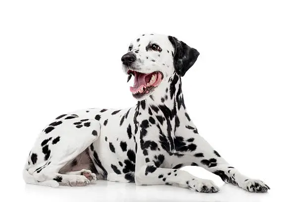 Photo of Dalmatian dog, isolated on white