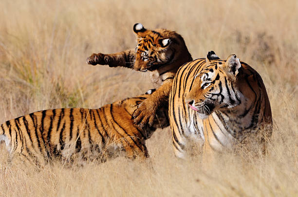 istock Two tiger cubs playing while their mother watches by 500851583
