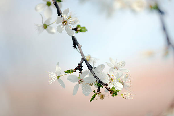 istock Vintage photo of tree flower 500851693