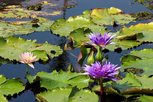istock Lotus flower in the pond 500851865