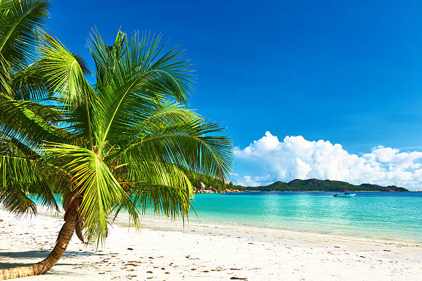 istock Beautiful beach with palm tree at Seychelles 500851885