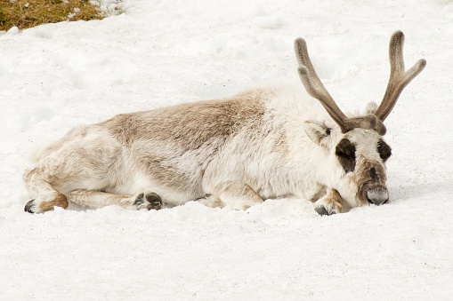 Male reindeer lying down asleep in snow