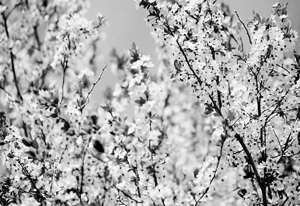 istock Vintage photo of tree flower 500852197