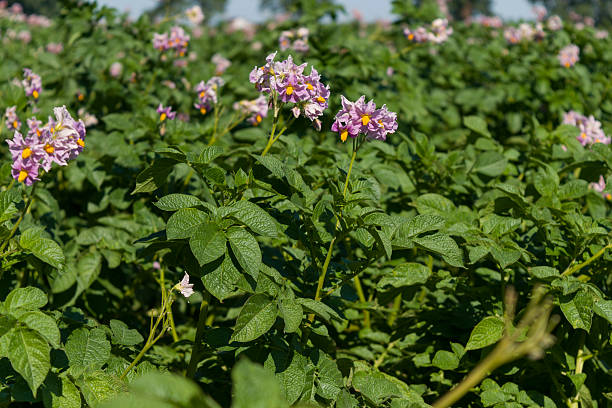 istock Potato with purple flower 500852455