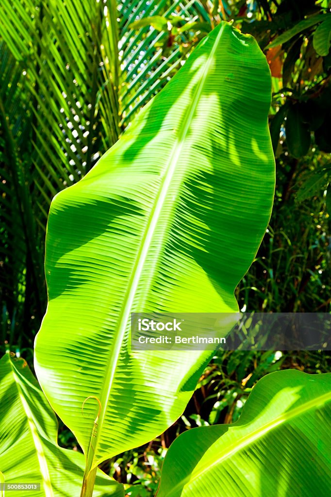 Folhas de bananeira - Foto de stock de Bananeira royalty-free