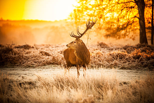 istock Red Deer in Morning Sun. 500867735