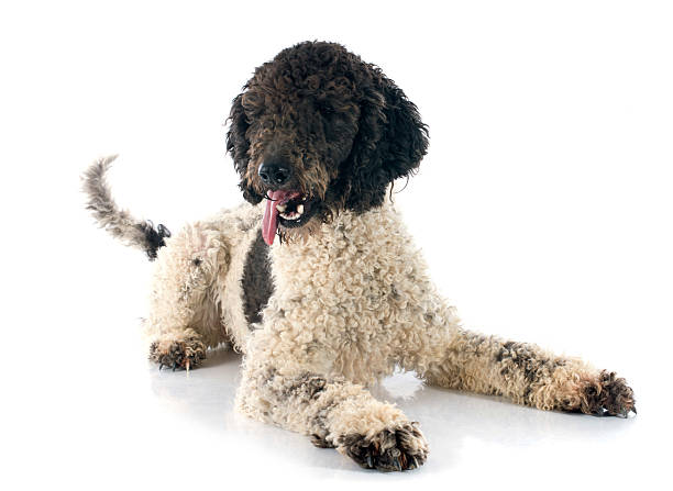 Portuguese Water Dog Portuguese Water Dog in front of white background lagotto romagnolo stock pictures, royalty-free photos & images