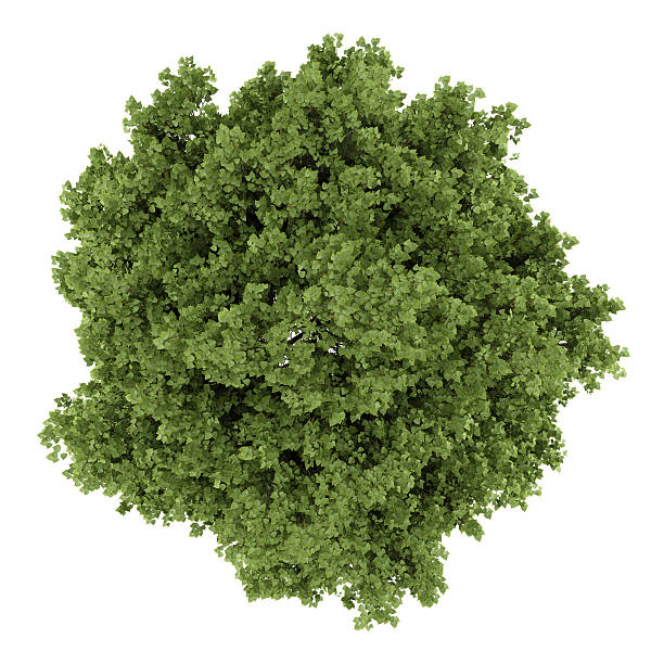 istock top view of small-leaved lime tree isolated on white background 500868965