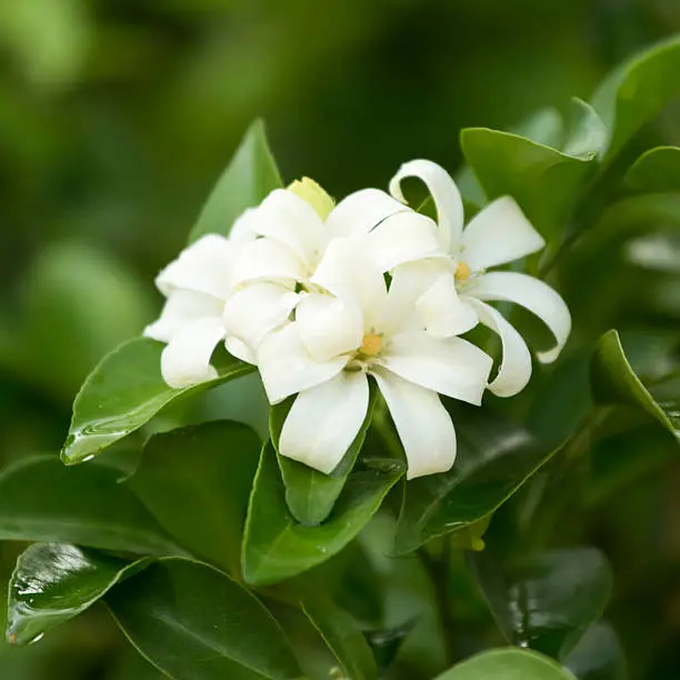 Orange Jessamine, Satin-wood flower on tree.