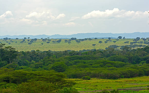 istock Forest and Savanna in Africa 500869451