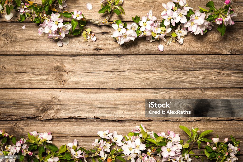 Apple blossoms on wooden surface Spring flowering branch on wooden background. Apple blossoms 2015 Stock Photo