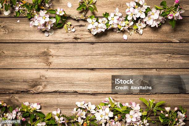 Apple Blossoms On Wooden Surface Stock Photo - Download Image Now - 2015, Blossom, Border - Frame