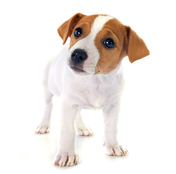 istock puppy jack russel terrier 500869673