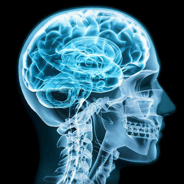 istock X-ray close up with brain and skull concept 500869760