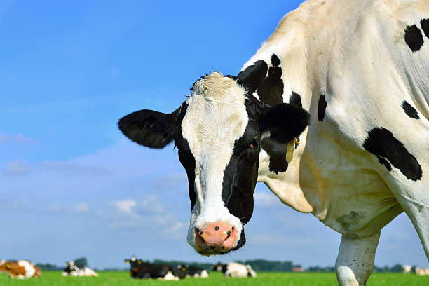istock head of a holstein cow 500869845