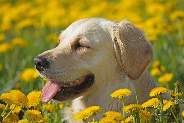 istock Head shot of Golden Retriever 500870013