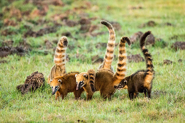 gruppo di coatis in pantanal brasile - coati foto e immagini stock