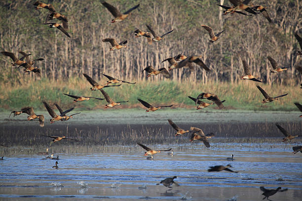 istock Nyleta Wetland Swamp 500870549