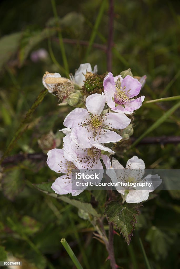 Bramble flowers Bramble flowers at Godlingston Heath, Purbeck, Dorset, in June Blackberry - Fruit Stock Photo