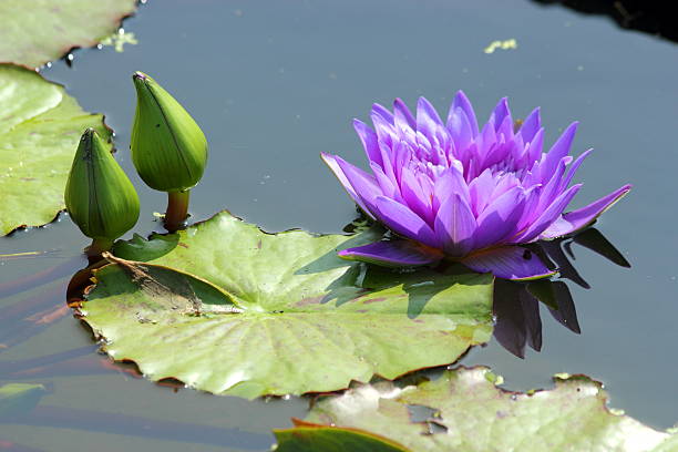 istock Lotus flower in the pond 500870615
