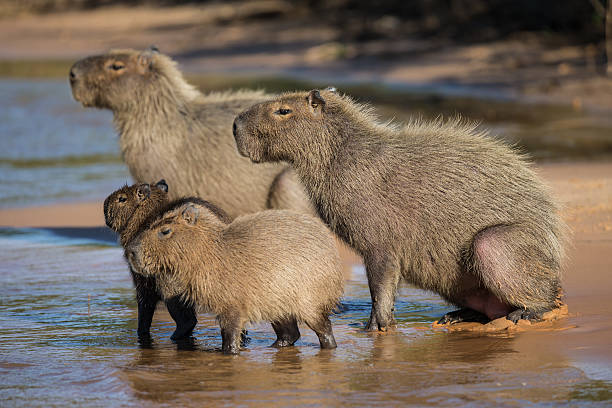 groupe de capybara sur une rivière dans le pantanal, brésil - capybara photos et images de collection
