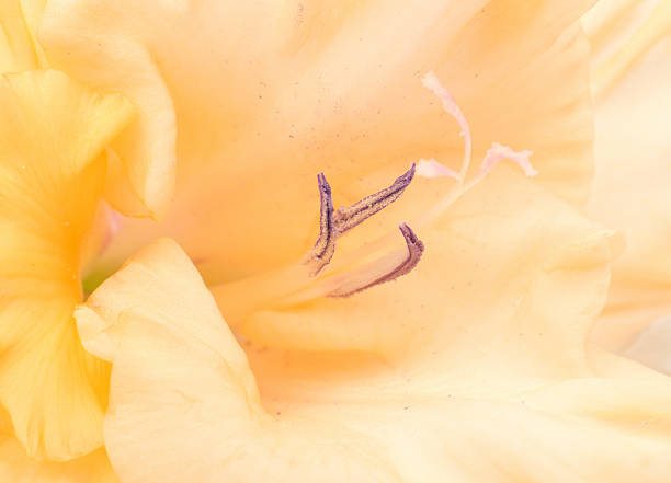 istock gladiolus flower closeup 500870882