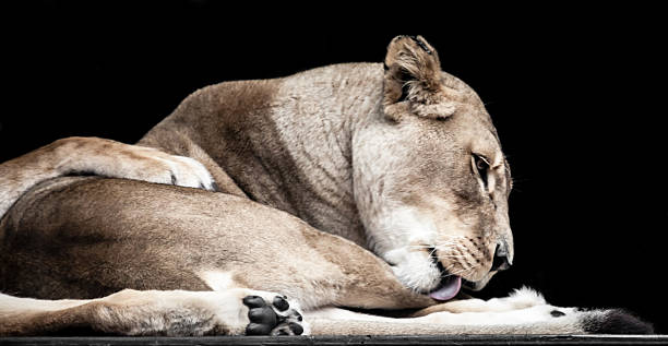 istock Lioness Lying Down Licking Herself against Black Background 500871037