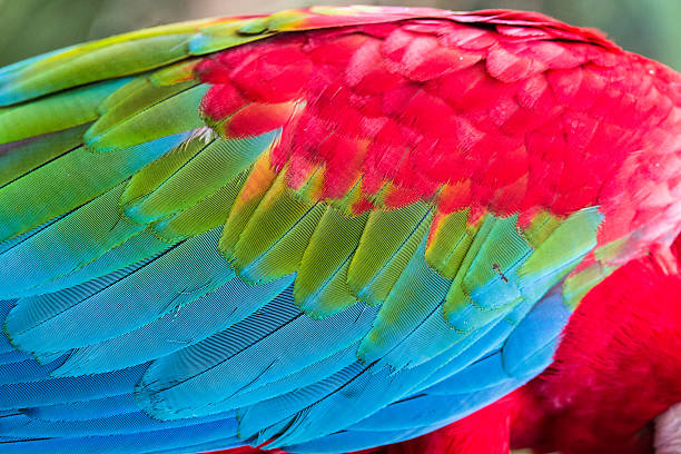 A photo of a colorful parrot with shy gesture