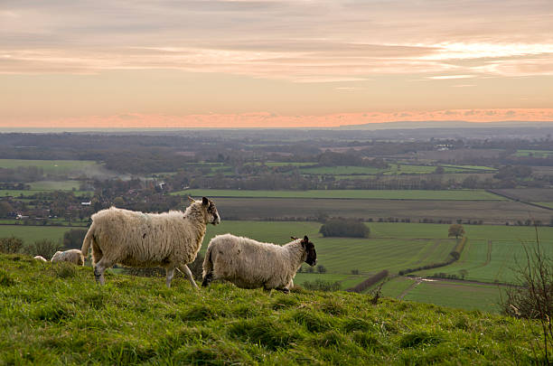 Sheep running on hillside in Ashford Kent England stock photo