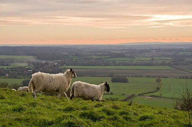 Two sheep running on hillside in Ashford Kent England. This is the view is on the North Downs way with Ashford in the far distance.