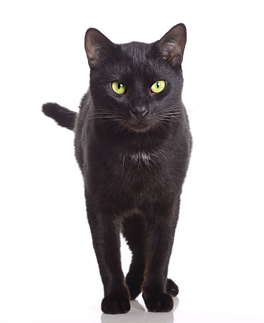 Beautiful black cat standing on a white background. Isolated on white.