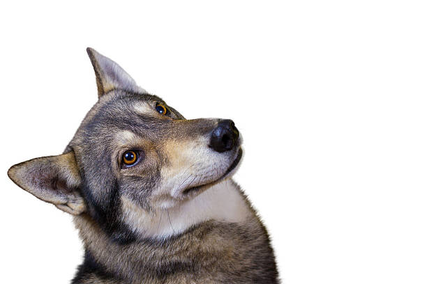 istock Siberian Husky dog Portrait looking up  isolated on white backgr 500871588