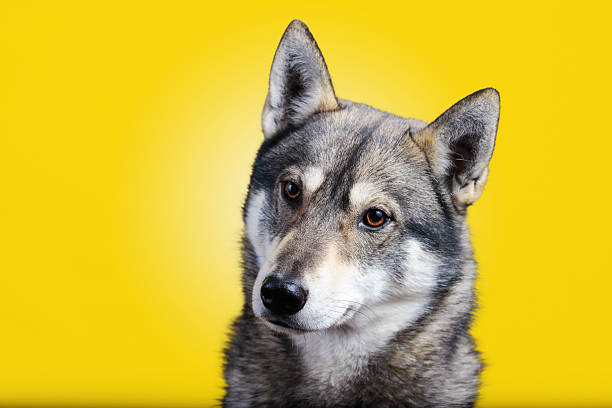 istock Siberian Husky dog Portrait looking up  isolated on white backgr 500871666