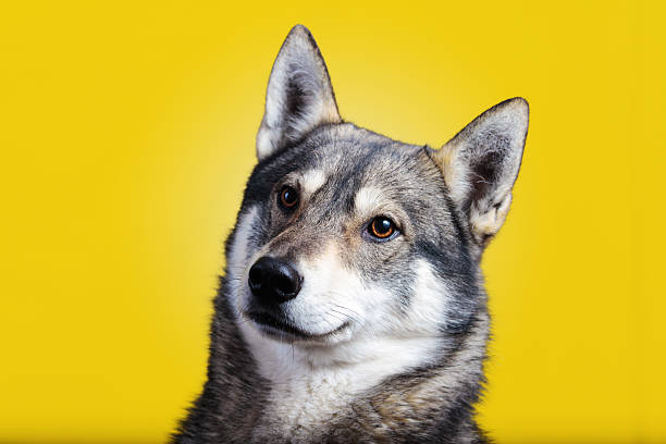 istock Siberian Husky dog Portrait looking up  isolated on white backgr 500871682