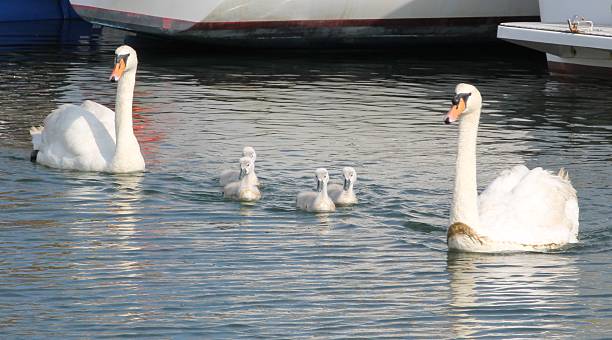 istock Mute swans with Cygnets 500871733