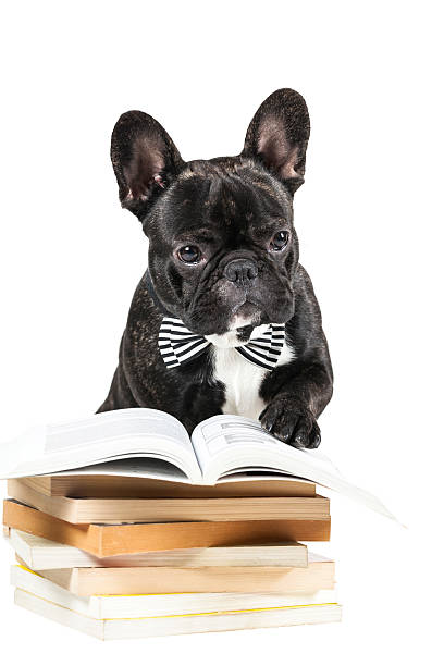 istock French Bulldog in a bow tie 500871782