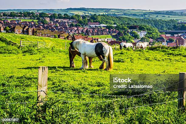 Koń W Whitby - zdjęcia stockowe i więcej obrazów Anglia - Anglia, Architektura, Benedyktyński