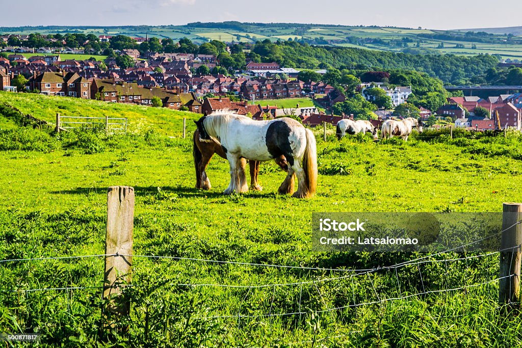 Cavalo no Whitby - Foto de stock de Abadia - Mosteiro royalty-free