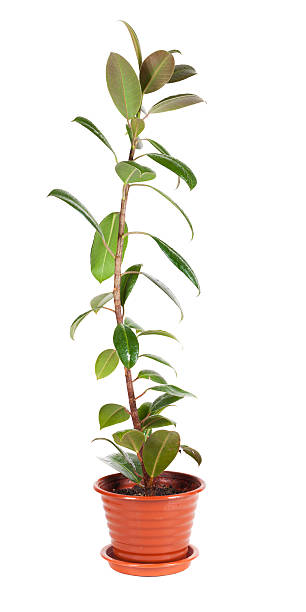 istock pipal flower in a pot 500871972