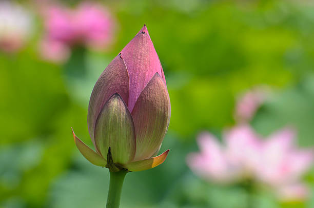 istock Beauty in nature 500872085