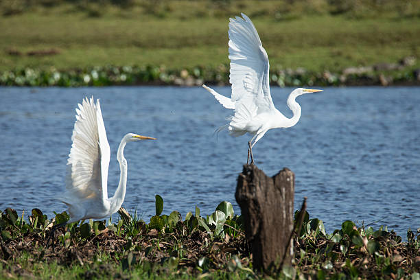 dwa srebrne herons pływające z w pantanal - flugel zdjęcia i obrazy z banku zdjęć