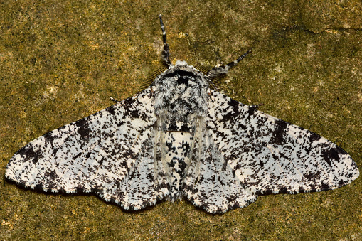 A moth well-studied for the relative abundance of light and dark forms in areas polluted by industry.