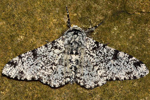 mariposa peppered (biston betularia) luz forma contra cálculo - inchworm imagens e fotografias de stock